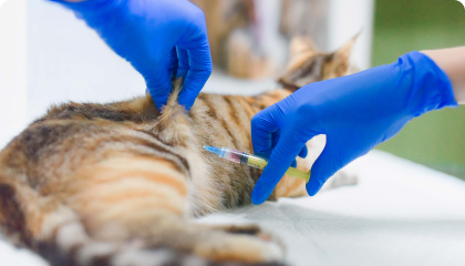 Вакцинація