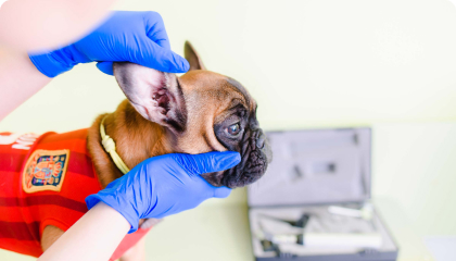 Дерматологія