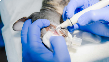 Стоматологія