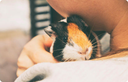 Морські свинки: правила утримання