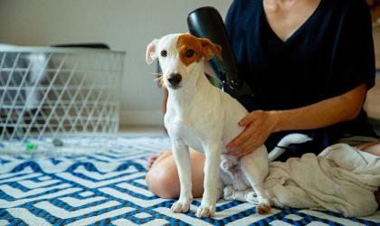 Грумінг ваших домашніх улюбленців