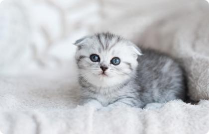 Як піклуватися про цуценя або кошеня, яке залишилося без мами?