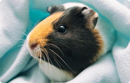 Морські свинки: правила утримання